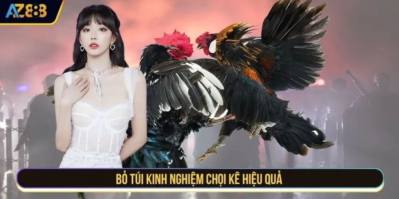 Bỏ túi kinh nghiệm chọi kê hiệu quả